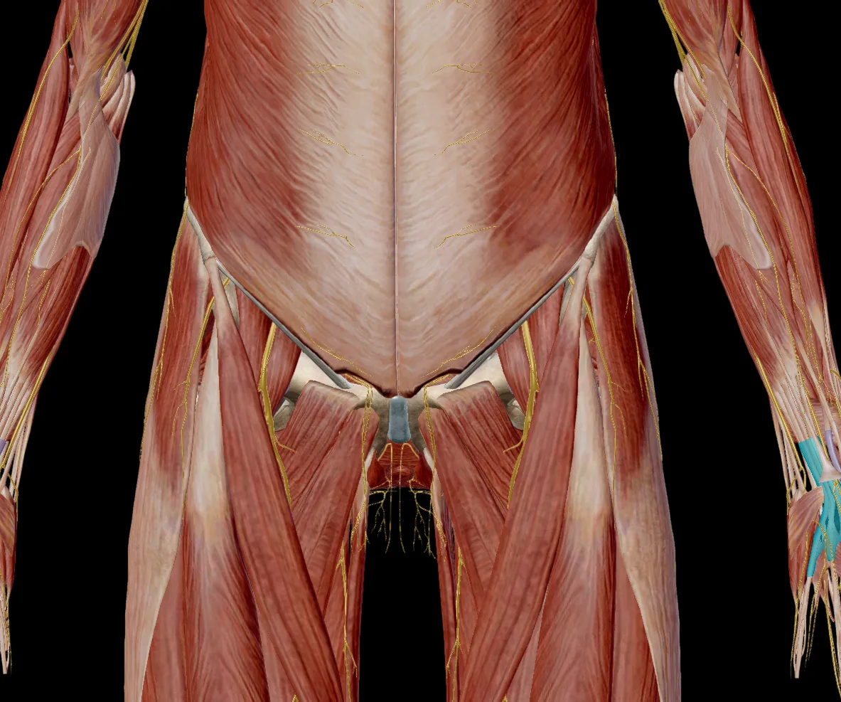 Liesklachten bij sporters